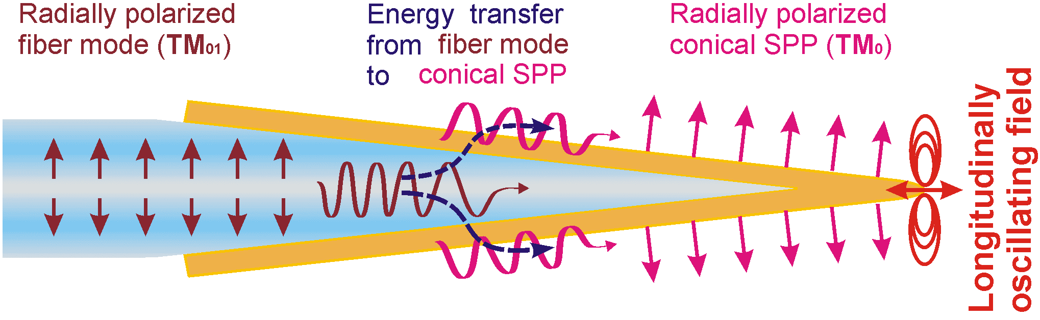 Fig.3. Schematic of the excitation of radially polarized conical SPP in fully gold coated tapered M-profile fiber tip.